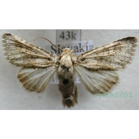 Hecatera dysodea (Denis & Schiffermüller, 1775) Ponocnica obłazówka Slovakia43k
